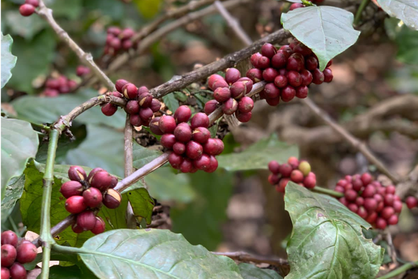 Coffee Terroir
